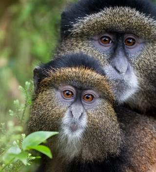 Golden Monkeys In Volcanoes National Park Copy