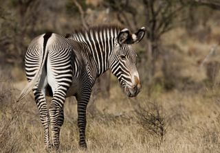 Gorgeous Grevys Zebra