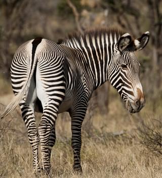 Gorgeous Grevys Zebra