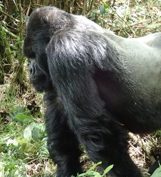 Gorilla Rwanda Gorilla Rwanda
