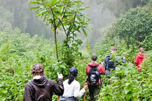 Gorilla  Tracking