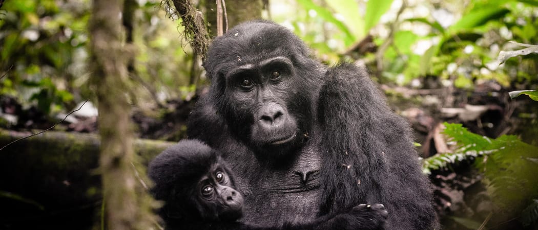 Gorilla Uganda