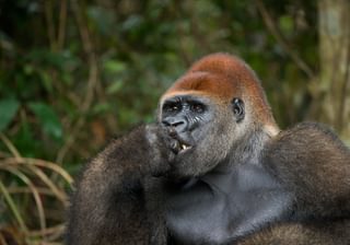 Gorilla chewing Congo Canva Pro Gorilla chewing Congo Canva Pro