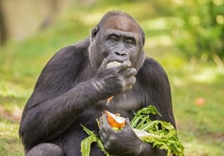 Gorilla eating vegetables Canva Pro Gorilla eating vegetables Canva Pro