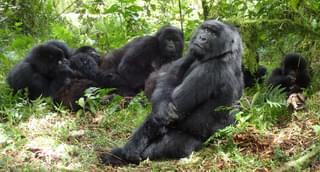 Gorilla In  Rwanda