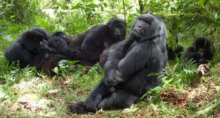 Gorilla In Rwanda Gorilla In Rwanda
