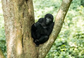 Gorilla in a Tree Canva Pro Gorilla in a Tree Canva Pro