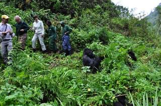 Gorilla Tracking C Volcanoes National Park Website