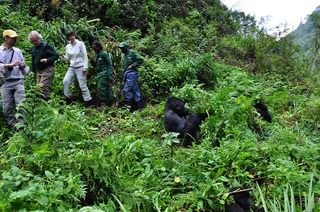 Gorilla Tracking C Volcanoes National Park Website Gorilla Tracking C Volcanoes National Park Website