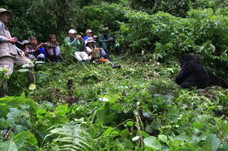 Gorilla Tracking Group Credit Sabyinyo Silverback Lodge