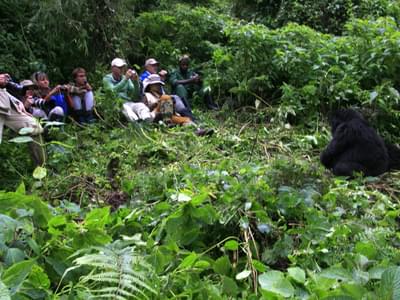 Gorilla Tracking Group Credit Sabyinyo Silverback Lodge