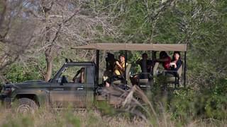 Gorongosa National Park Safari