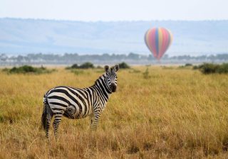 Governors Balloon Spectator Governors Balloon Spectator