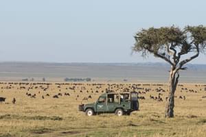 Governors  Camp Migration Safari