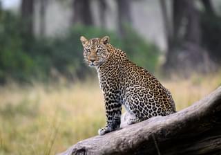 Governors Private Camp Leopard On Safari