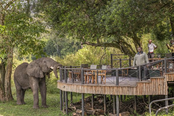 Governors camp elephant with staff Governors camp elephant with staff