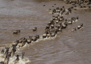 Great Migration Canva Pro Great Migration Canva Pro