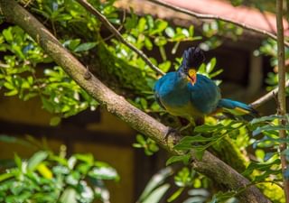 Great blure turaco Canva Pro Great blure turaco Canva Pro