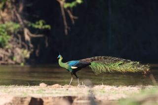 Green Pea fowl South East Asia Green Pea fowl South East Asia