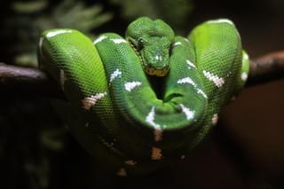 Green tree snake Brazil Canva Pro