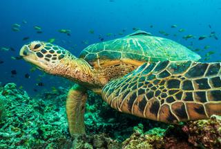 Green turtle in the philippines