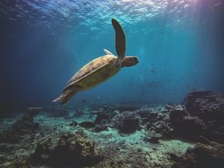 Green Turtle Green Turtle