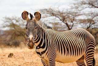Grevys Zebra In Samburu Kenya