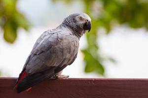 Grey Parrot Sao Tome Grey Parrot Sao Tome