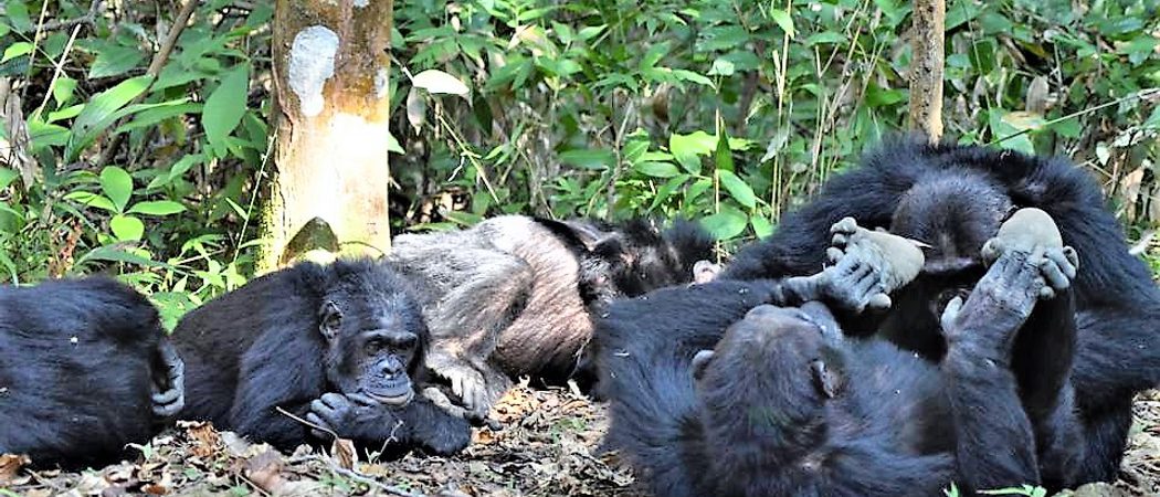 Greystokes  Mahale  Chimps On Ground  Ck