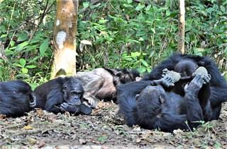 Greystokes Mahale Chimps On Ground - Craig Kaufman