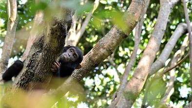 Greystokes Mahale Chimp In Tree - Craig Kaufman