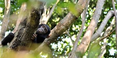 Greystokes Mahale Chimp In Tree - Craig Kaufman