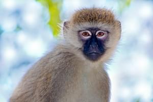 Grivet Monkey In Ethiopia