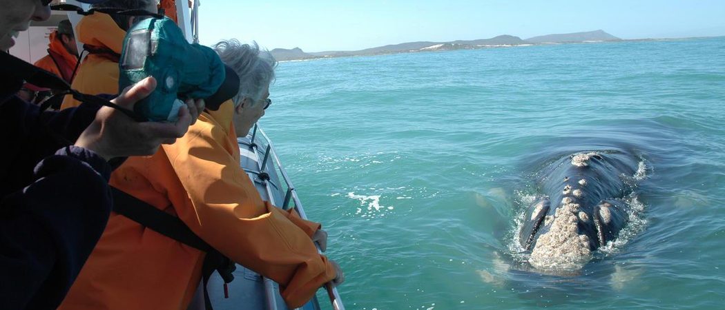 Hermanus Whale Watching