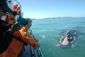 Hermanus Whale Watching