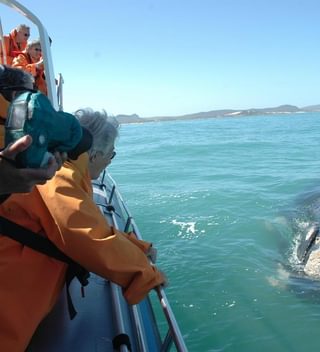 Hermanus Whale Watching