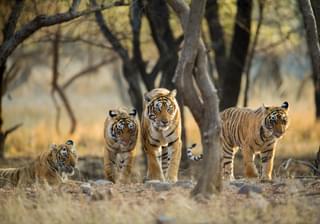 Group Of Tigers At Ranthambore