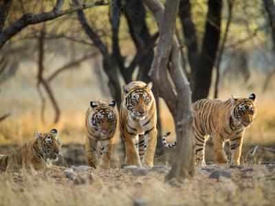 Group Of Tigers At Ranthambore