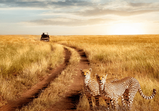 Group of cheetah in the Serengeti National Park on a sunset background Wildlife natural image African safari Canva Pro Group of cheetah in the Serengeti National Park on a sunset background Wildlife natural image African safari Canva Pro