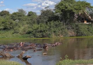 Grumeti  River  Camp  Resident  Hippo