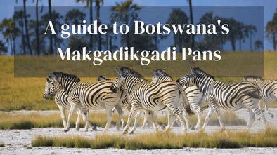 Guide To Makgadikgadi Pans