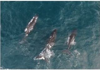 Humpback Whales Ste Marie Humpback Whales Ste Marie