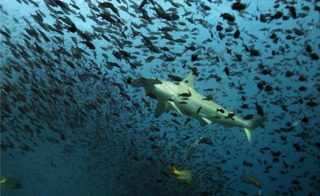Hammerhead shark Galapagos Islands Ecuador Canva Pro Hammerhead shark Galapagos Islands Ecuador Canva Pro