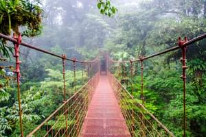 Hanging Bridge Monteverde Costa Rica Canva Pro