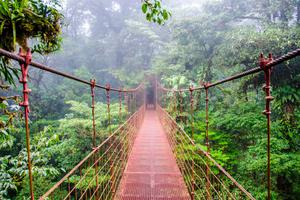 Hanging Bridge Monteverde Costa Rica Canva Pro