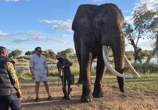 Harry and Lwanga with a guide feeding the bull elephant at Elephant Cafe Zambia Harry and Lwanga with a guide feeding the bull elephant at Elephant Cafe Zambia