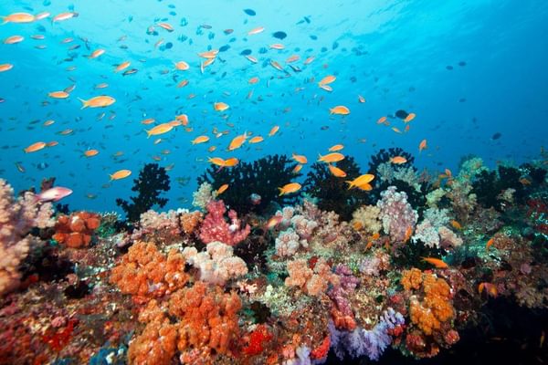 Healthy Coral And Fish Healthy Coral And Fish