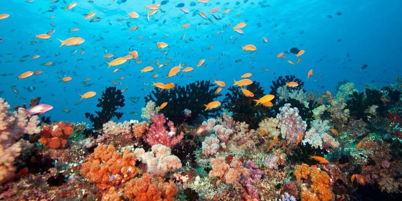 Healthy Coral And Fish Healthy Coral And Fish