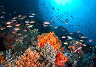 Healthy Coral Healthy Coral