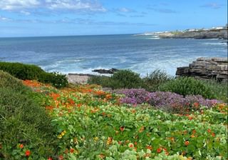 Hermanus Flowers Hermanus Flowers
